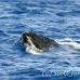 whale_humpback_h_00853_dom2979.jpg